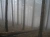 Harz_Herbst07-012