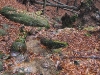 Harz_Herbst07-027