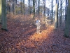 Harz_Herbst07-048