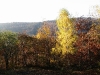 Harz_Herbst07-054