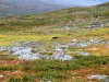Sarek2008_074.JPG