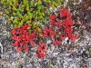 Sarek2008_091.JPG