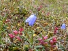 Sarek2008_101.JPG