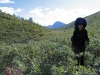 Sarek2008_330.JPG